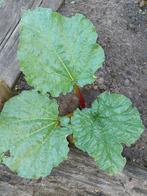 Rabarber plant, Tuin en Terras, Planten | Fruitbomen, Ophalen