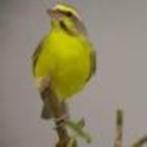 mozambique sijsen, Dieren en Toebehoren, Vogels | Overige Vogels, Mannelijk, Tropenvogel, Geringd