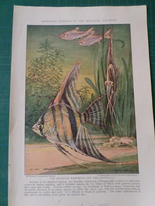 Poissons - articles illustrés - 8 dessins - 1930, Collections, Marques & Objets publicitaires, Utilisé, Autres types, Enlèvement ou Envoi