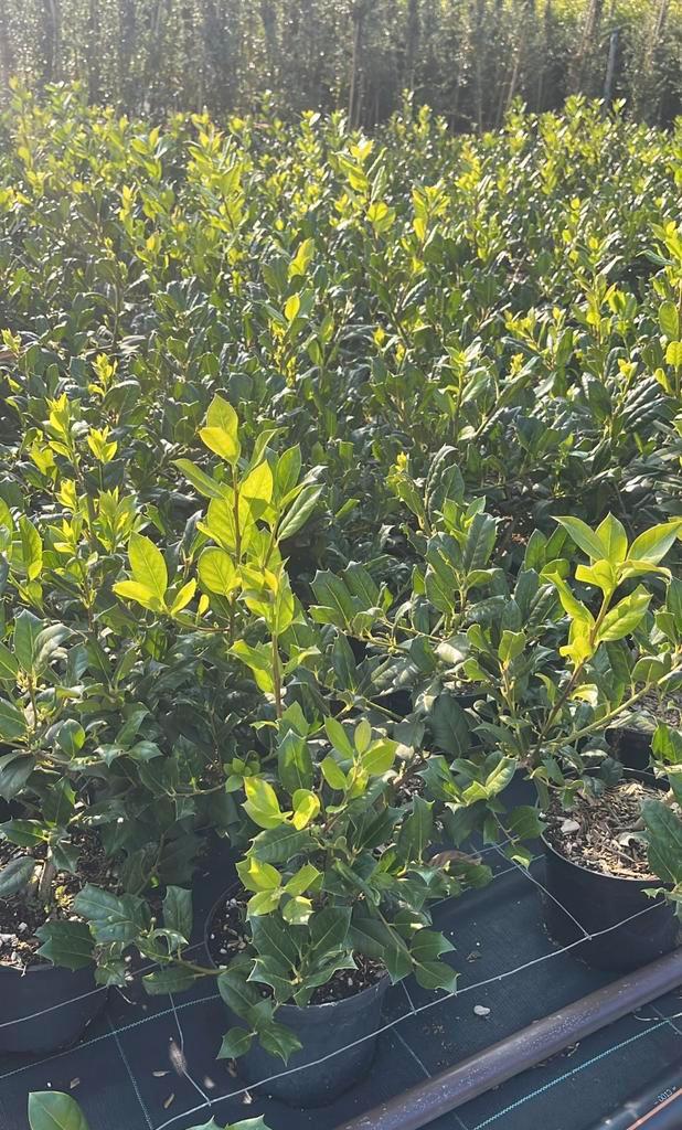 Ilex aquifolium 'J.C. Van Tol, Hagen en Sierheesters., Tuin en Terras, Planten | Struiken en Hagen, Haag, Hulst, Minder dan 100 cm