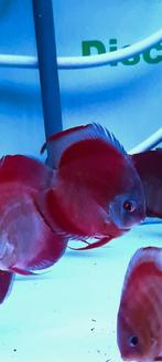 Discus : couverture rouge, bord bleu, face bleue, Animaux & Accessoires, Poissons | Poissons d'aquarium, Poisson, Poisson d'eau douce