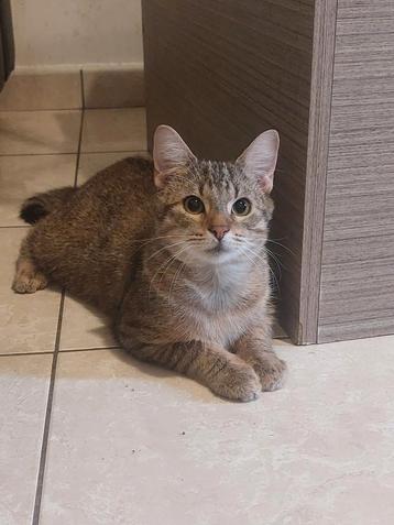 Zie Beschrijving, Dieren en Toebehoren, Katten en Kittens | Dekkaters, 0 tot 2 jaar