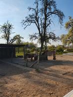 Weidepension gezocht, Dieren en Toebehoren