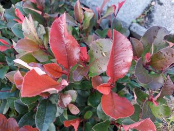 Photinia Little Red Robin, sierstruik  beschikbaar voor biedingen