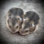 Beaux hamsters nains russes (4-8 semaines), Animaux & Accessoires, Rongeurs, Hamster, Décembre, Domestique, Plusieurs animaux