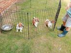 Jack Russel reutjes, Dieren en Toebehoren, Honden | Jack Russells en Terriërs, België, Jack Russell Terriër, Reu, CDV (hondenziekte)
