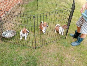 Jack Russel reutjes beschikbaar voor biedingen