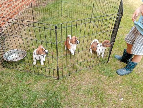 Jack Russel reutjes, Dieren en Toebehoren, Honden | Jack Russells en Terriërs, Reu, Jack Russell Terriër, Fokker | Professioneel