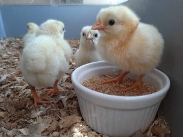 kuikens poule de bresse, Dieren en Toebehoren, Geslacht onbekend, Kip