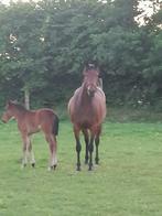 Merrie met merrie veulen, Dieren en Toebehoren, Paarden, Merrie, Gechipt, 160 tot 165 cm, 11 jaar of ouder