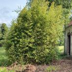 Bamboe, Tuin en Terras, Ophalen, Bamboe