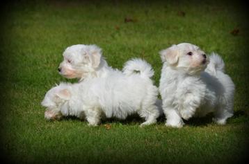 Chiots Bichon maltais