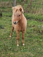 Mini x mini shet hengstje, Dieren en Toebehoren, Pony's, Hengst