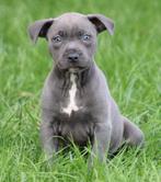 Amerikaanse Stafford pups, Dieren en Toebehoren, België, CDV (hondenziekte), 8 tot 15 weken, American Staffordshire Terriër