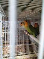 Couple Rosie colis, Animaux & Accessoires, Femelle, Perroquet nain ou Inséparable, Bagué