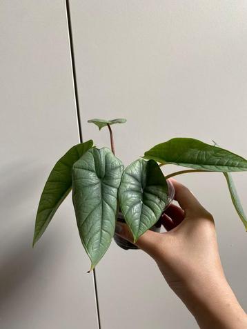 Babyplantjes alocasia platinum / olifantsoor beschikbaar voor biedingen