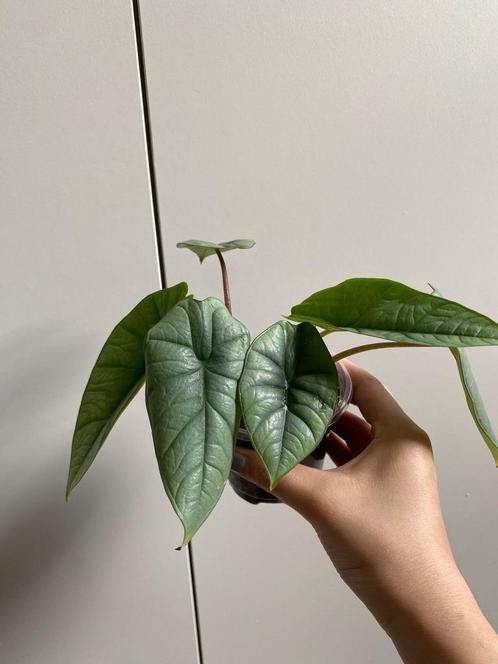 Babyplantjes alocasia platinum / olifantsoor, Huis en Inrichting, Kamerplanten, Overige soorten, Minder dan 100 cm, Groene kamerplant