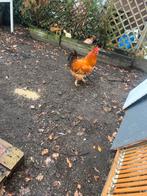 Oranje haan, Mâle, Poule ou poulet