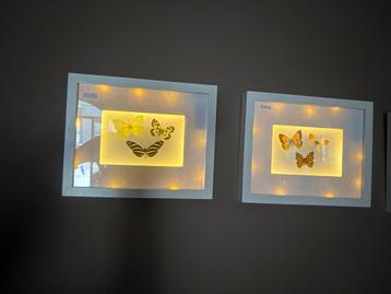 Echte vlinders in lijst met verlichting op batterij beschikbaar voor biedingen