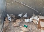 Mannetjes  vlees kwartels, Dieren en Toebehoren, Pluimvee, Mannelijk, Overige soorten