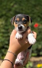 Jack Russel puppy te koop, Dieren en Toebehoren, Honden | Jack Russells en Terriërs, België, Fokker | Hobbymatig, Jack Russell Terriër
