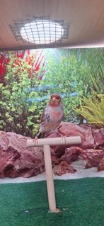 Enkele lipo rode en agaat rode mozaïeken mogen verhuizen, Plusieurs animaux, Canari de couleur