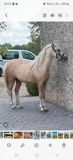 Welsh B - Merrie, Merrie, Onbeleerd, C pony (1.27m tot 1.37m), 0 tot 2 jaar