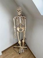Anatomisch skelet met staander, Ophalen, Gebruikt