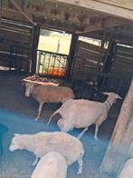 Lot magere ooien 5 stuks, Dieren en Toebehoren, Vrouwelijk, Schaap, 3 tot 5 jaar