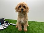 Cavapoo pups