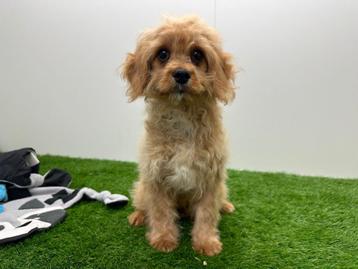 Cavapoo pups beschikbaar voor biedingen