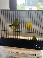 Kanarie fife fancy 5euro stuk, Dieren en Toebehoren
