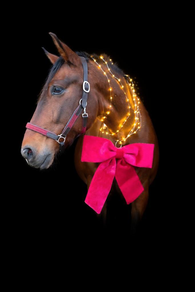 Spaanse Ruin, Dieren en Toebehoren, Paarden, Ruin, Niet van toepassing, 160 tot 165 cm, 7 tot 10 jaar, Recreatiepaard, Gechipt