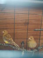 Fife fancy kanaries, Dieren en Toebehoren, Vogels | Kanaries
