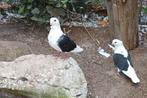 SIER DUIFJES, Dieren en Toebehoren, Vogels | Duiven, Meerdere dieren, Overige soorten