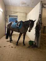 Halve stal gezocht Mechelen, Animaux & Accessoires, Chevaux, Jument