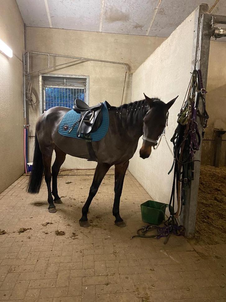 Halve stal gezocht Mechelen, Animaux & Accessoires, Chevaux, Jument