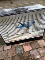 halsband mannen, Dieren en Toebehoren, Vogels | Parkieten en Papegaaien, Geringd