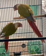 Couple Pyrrhura PL/Lutino, Animaux & Accessoires, Oiseaux | Perruches & Perroquets