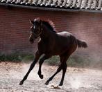 Zeer chique, talentvolle hengsten jaarlingen!, Dieren en Toebehoren, Paarden, Springpaard, 0 tot 2 jaar, Hengst, 170 tot 175 cm