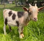 Mooi maanvlek dwerggeit bokje, Dieren en Toebehoren, Schapen, Geiten en Varkens, Mannelijk, Geit, 0 tot 2 jaar