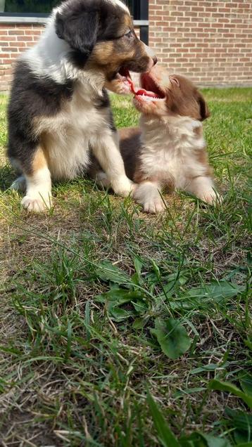 Mooie border collie pups beschikbaar voor biedingen