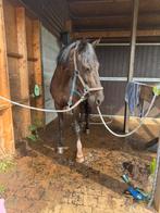 Paarden scheren, Dieren en Toebehoren, Ophalen