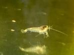 20 White pearl witte neocaridina garnalen, Dieren en Toebehoren, Vissen | Aquariumvissen, Kreeft, Krab of Garnaal, Zoetwatervis