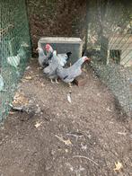 Wyandotte kriel kippen, Dieren en Toebehoren, Pluimvee