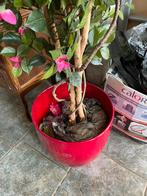 Arbustes à fleurs artificielles, Enlèvement