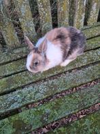 Dwergkonijn voedster, Dieren en Toebehoren, Vrouwelijk, Dwerg, 0 tot 2 jaar