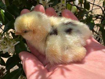 Usa zijdehoen mottled kuikens beschikbaar