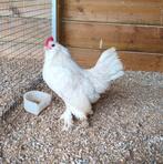 Ukkels baardkriel haantje, Dieren en Toebehoren, Pluimvee