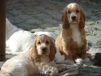 Engelse Cocker Spaniel pups, CDV (hondenziekte), Meerdere, 8 tot 15 weken, Meerdere dieren